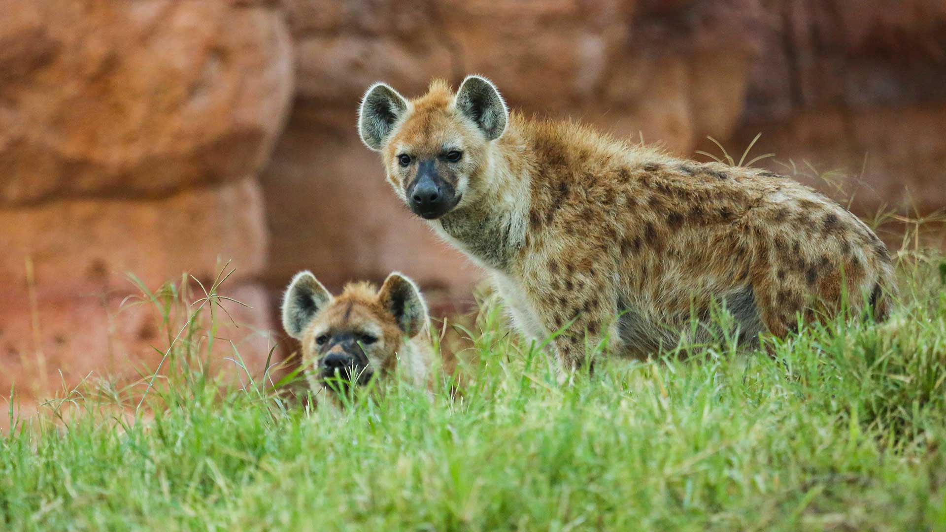 Two spotted hyenas in grassy area with reddish-brown rock formation behind them.
