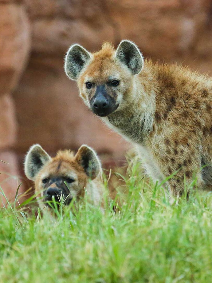 Two spotted hyenas in grassy area with reddish-brown rock formation behind them.