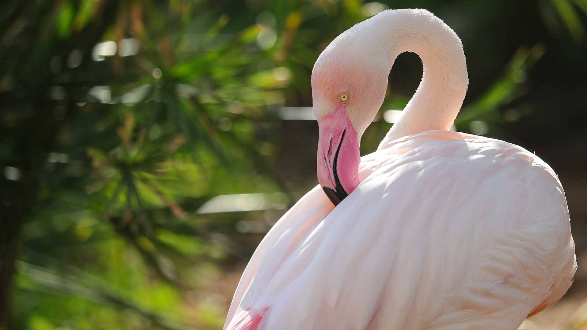 A close-up photo of a pink flamingo with its head turned to one side amidst green foliage.