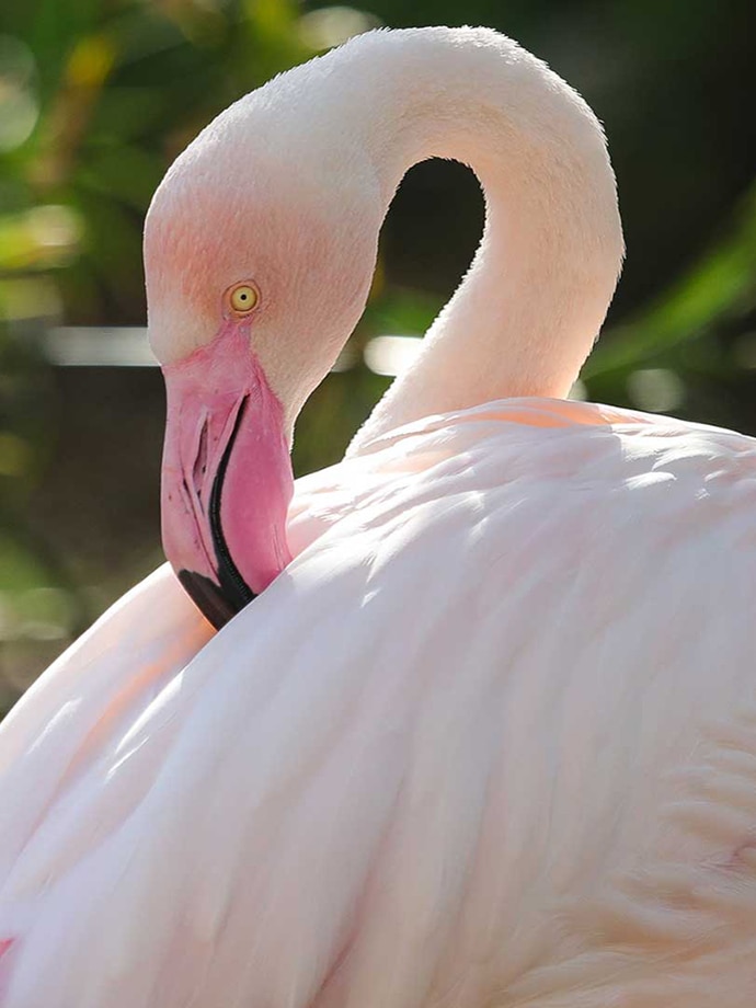 A close-up photo of a pink flamingo with its head turned to one side amidst green foliage.