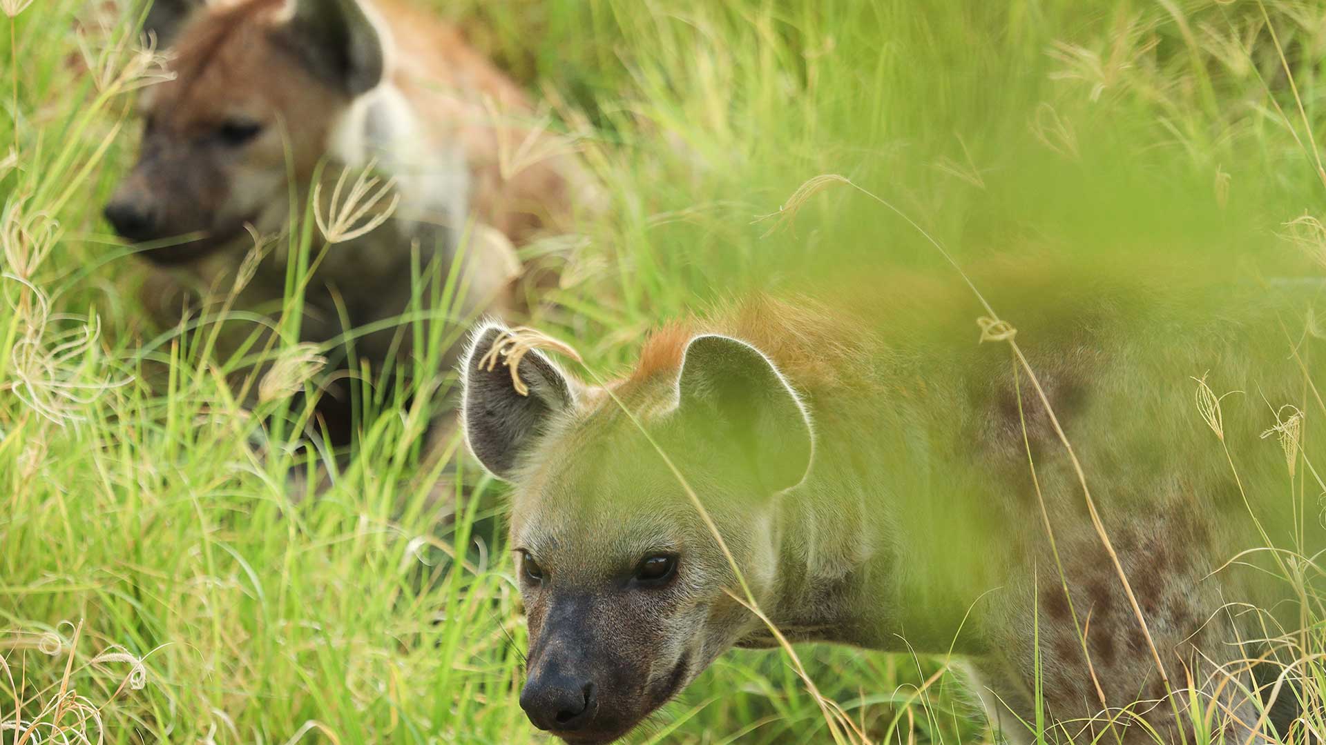 Two spotted hyenas in tall grass; one looking directly at camera with alert expression.