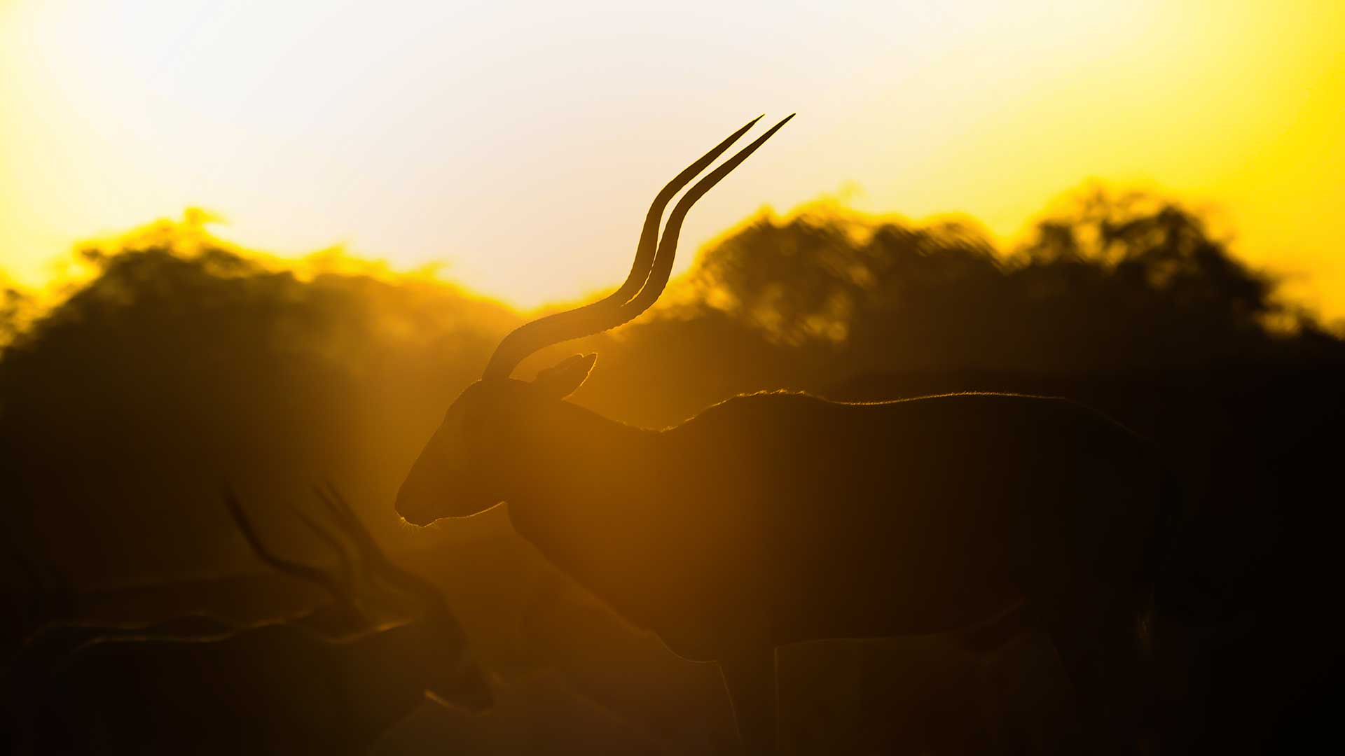 A majestic silhouette of an Arabian Oryx with impressive horns backlit by golden sunlight in a serene savannah landscape during sunset.