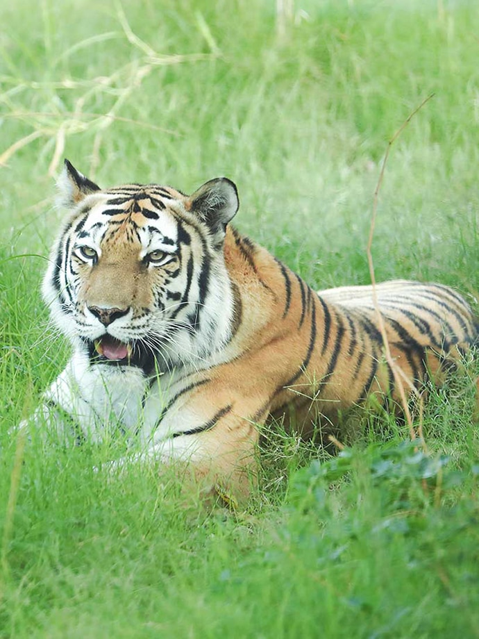 An Amur Tiger cub resting in tall grass with its mouth open.