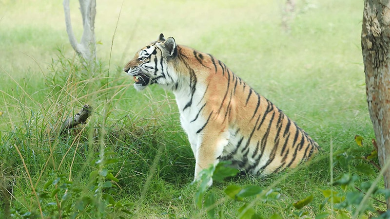 An Amur Tiger sitting in grass with its mouth open.