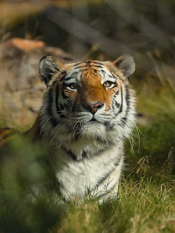 An Amur Tiger resting in tall grass with focused eyes.