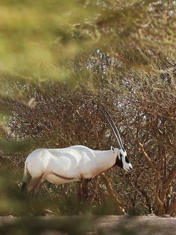 A white Arabian Oryx walking through dry vegetation with its long horns visible.