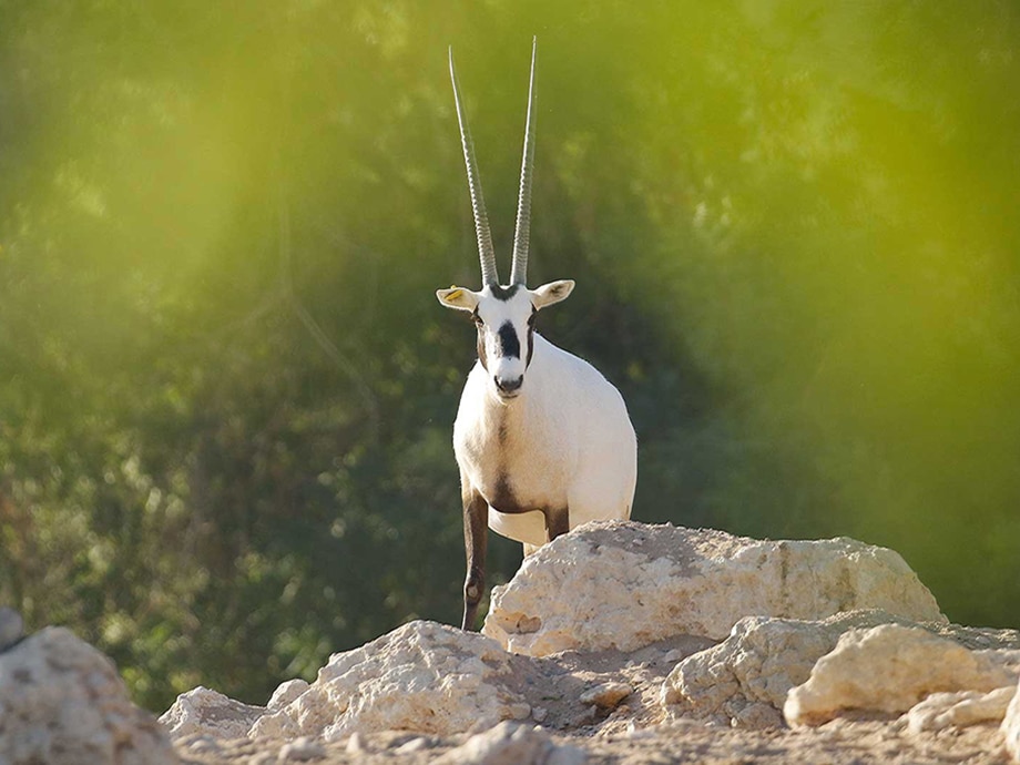 A white Arabian Oryx gazelle with long horns standing on rocky terrain in a green environment.