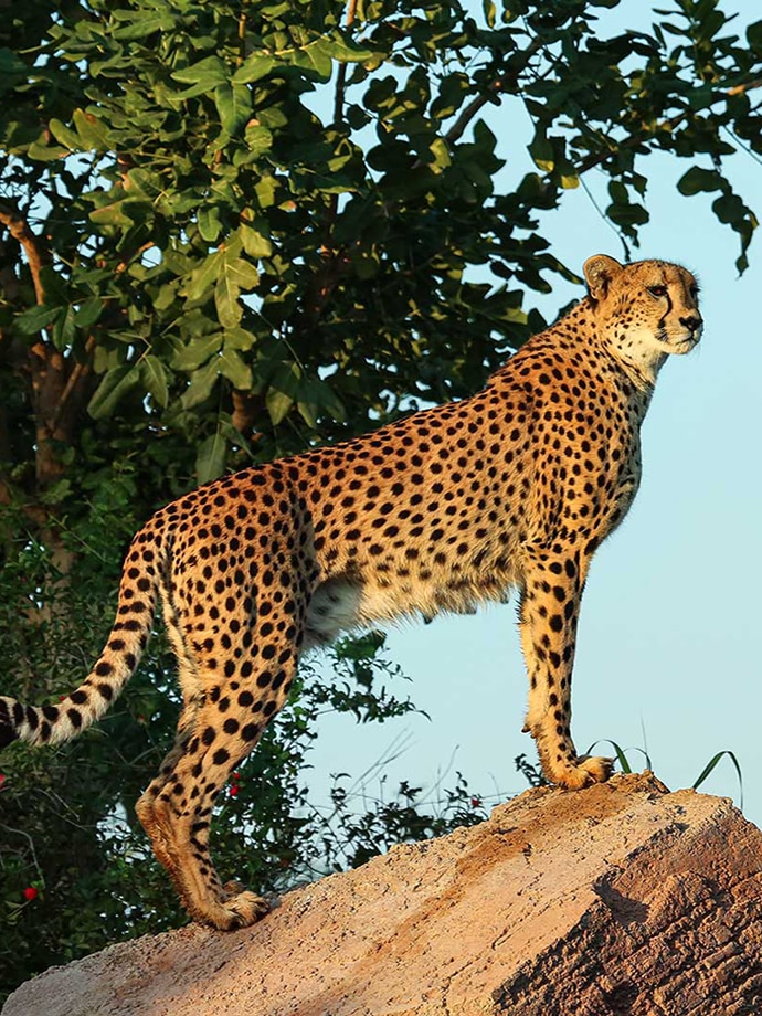 A cheetah standing atop a rock with trees in the background during sunset or sunrise.