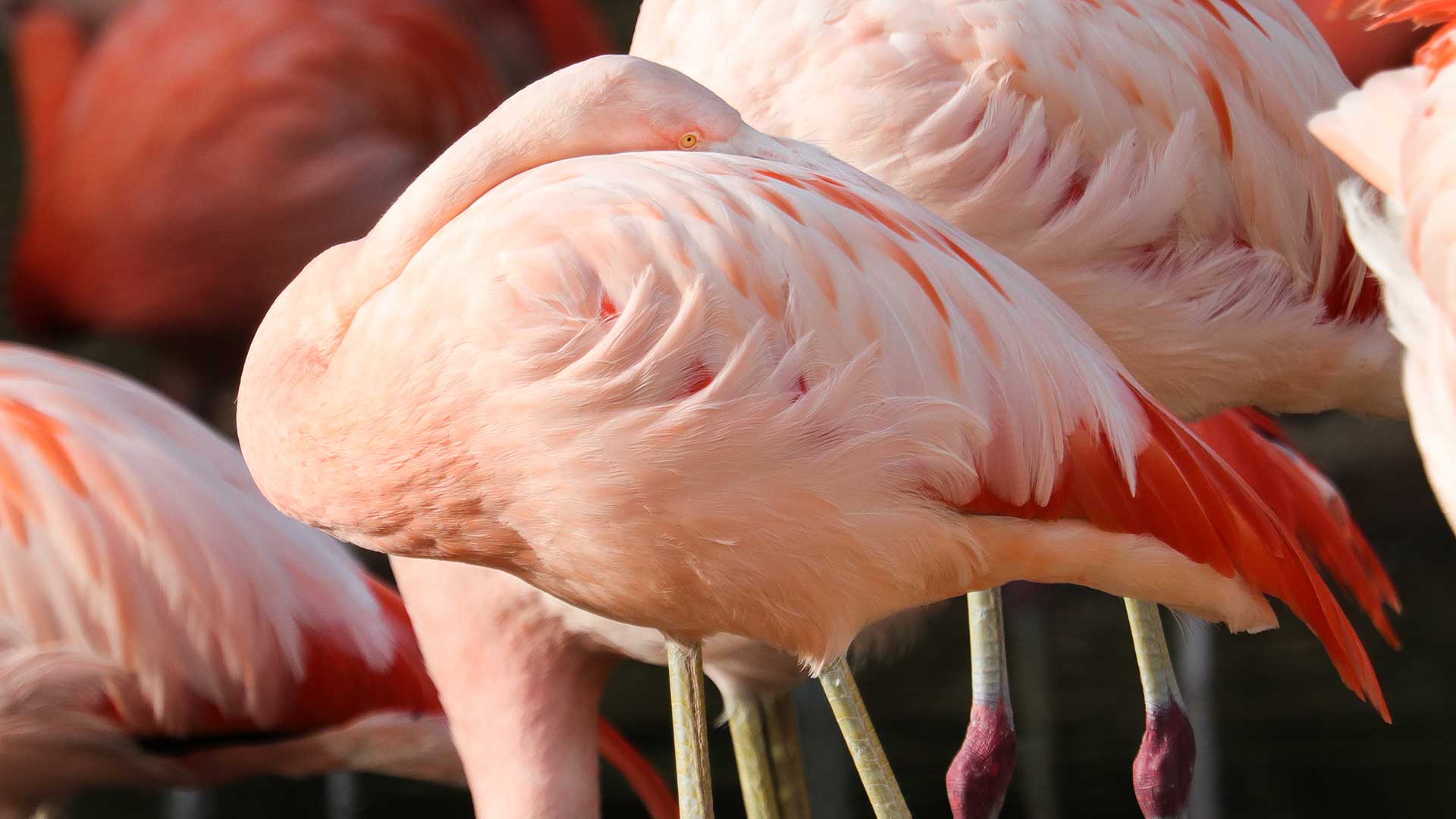 A close-up photo showcasing vibrant pink Chilean flamingos with red feathers resting their heads gracefully on one leg.