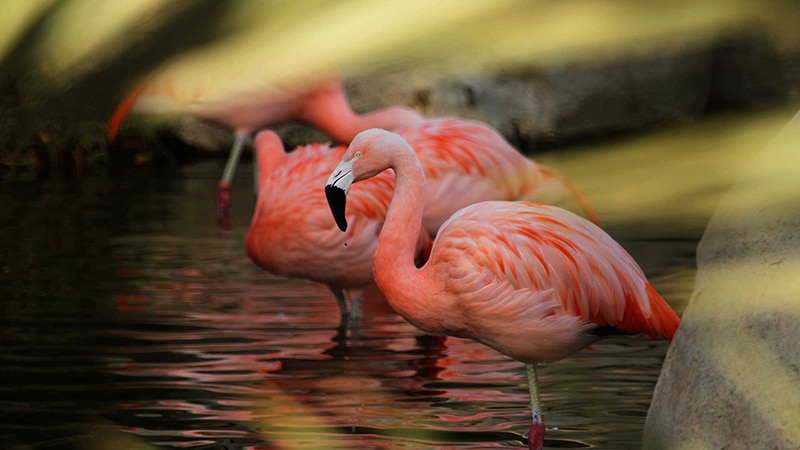A group of pink Chilean flamingos standing in water with blurred green foliage above them.