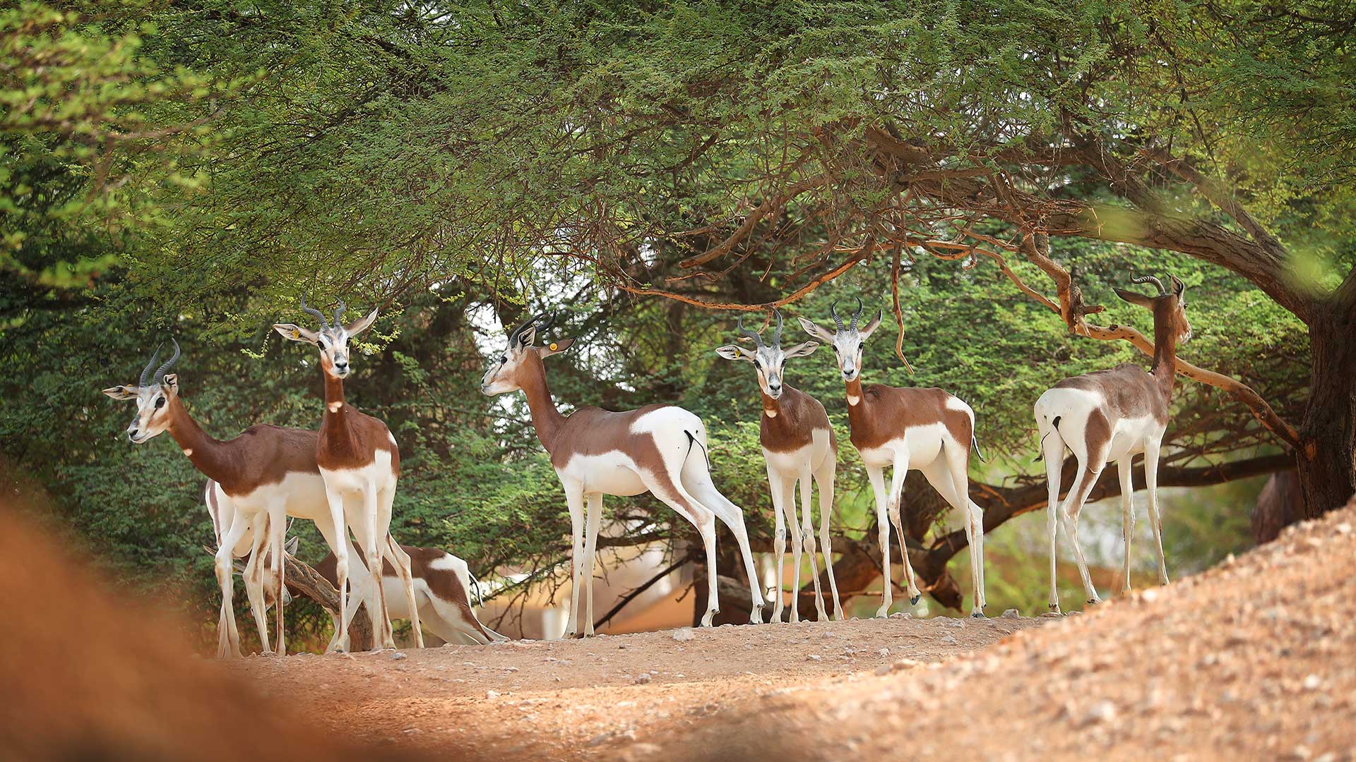 A group of antelopes standing under trees in their natural habitat.