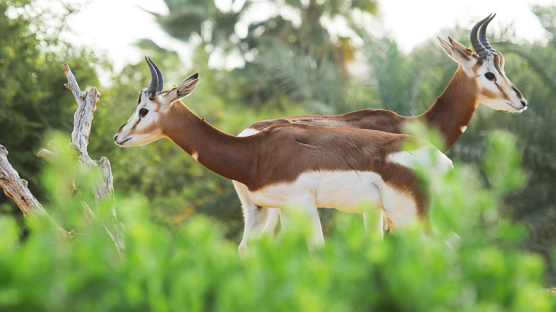 Two dama gazelles with curved horns standing in greenery.