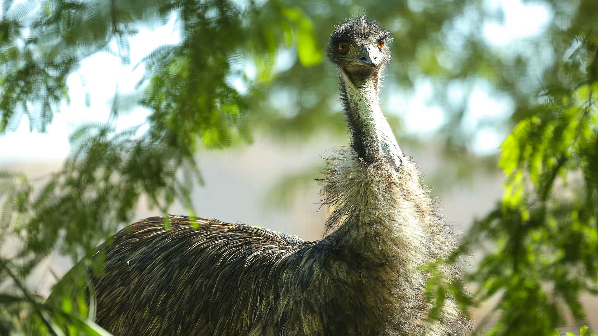A close-up photo of an ostrich with green foliage in the background.