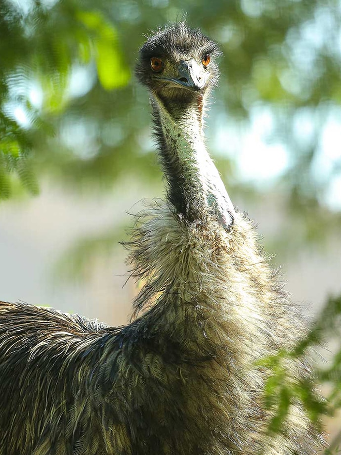 A close-up photo of an ostrich with green foliage in the background.