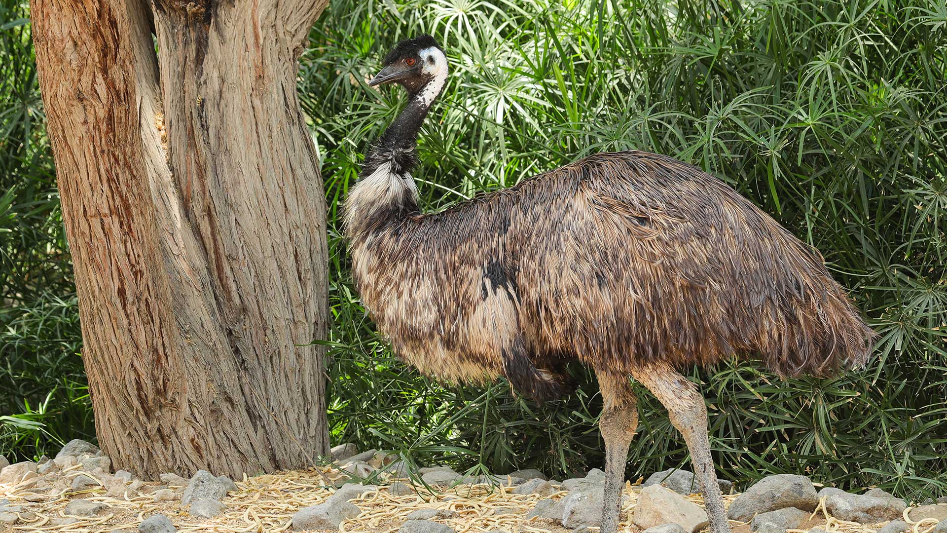 An emu standing beside a tree in its habitat with greenery around it.