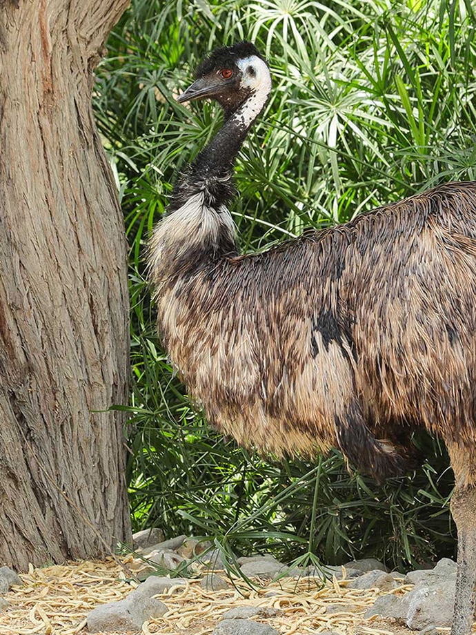 An emu standing beside a tree in its habitat with greenery around it.