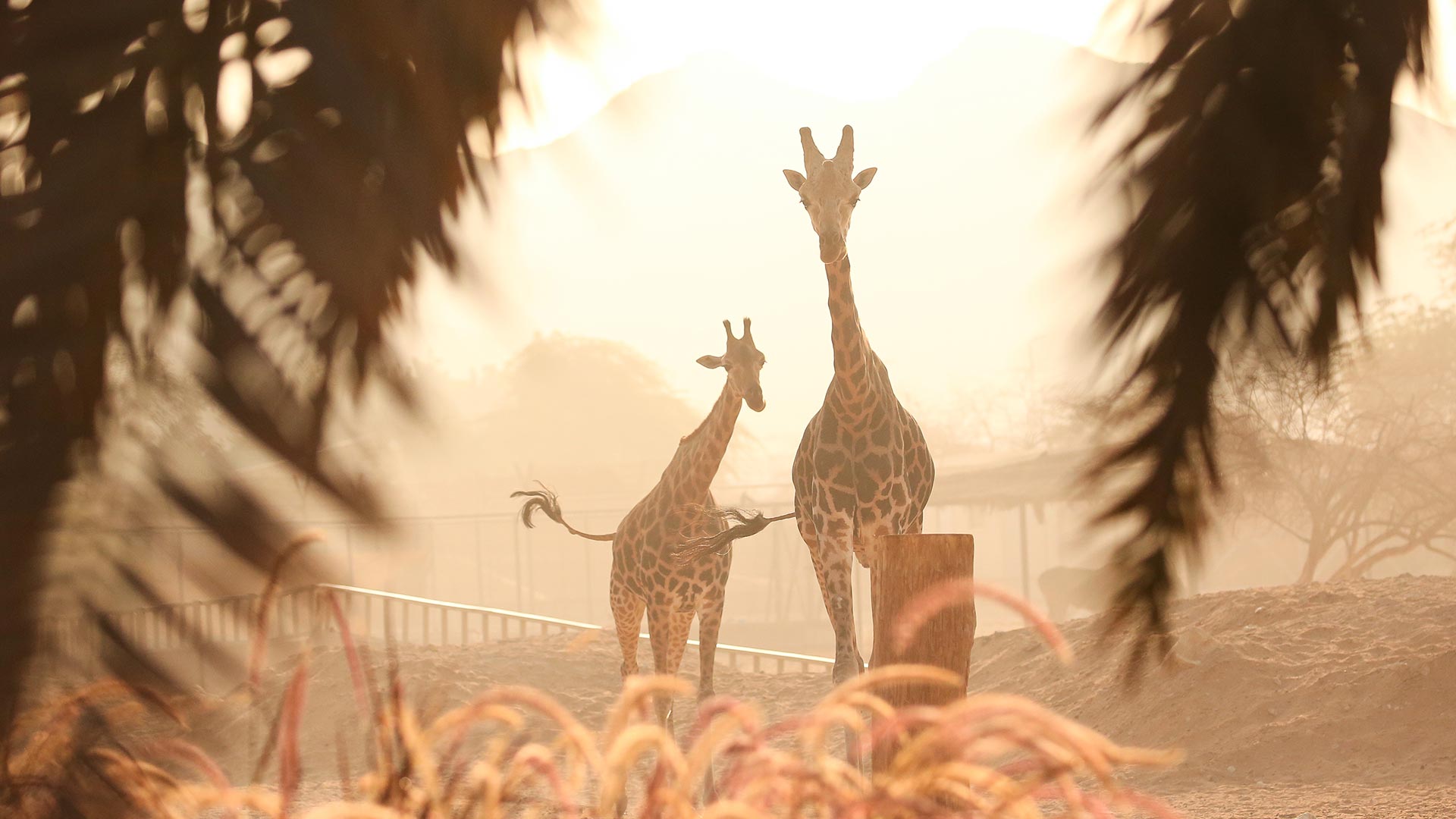 A silhouette of 2 giraffes out in the open with palm leaves as frame in the foreground.