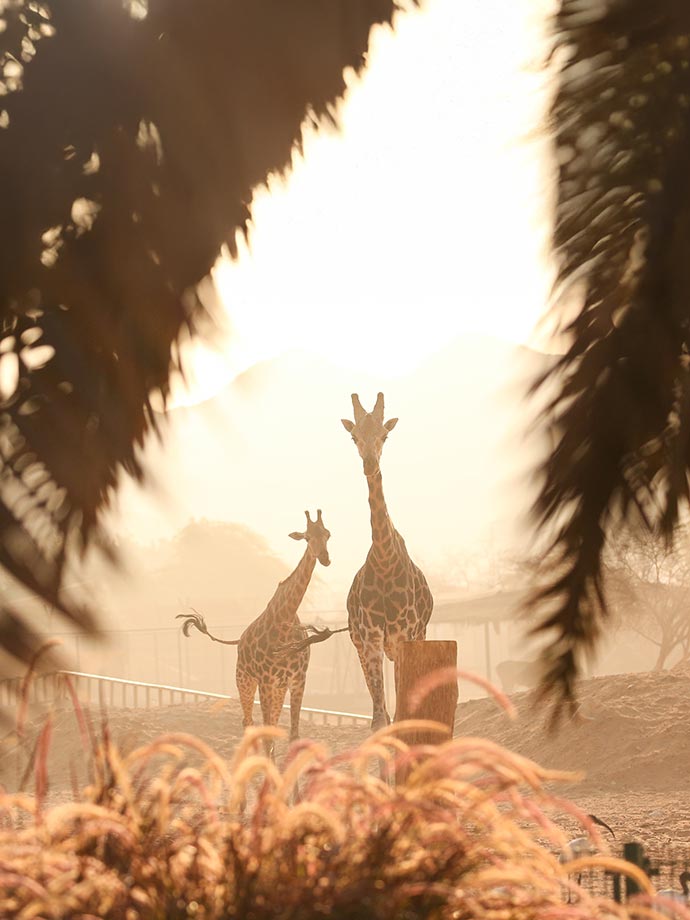 A silhouette of 2 giraffes out in the open with palm leaves as frame in the foreground.
