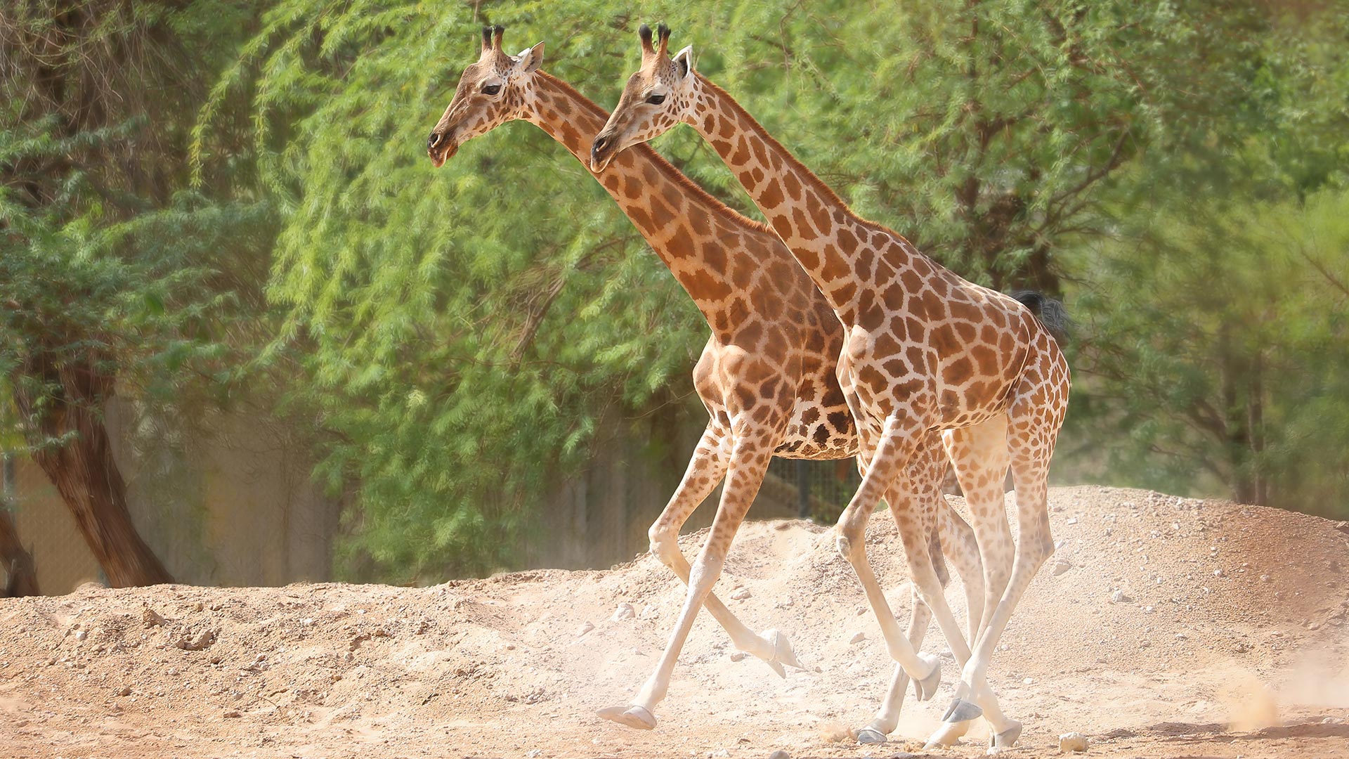 Two giraffes walking in an enclosure with greenery behind them.