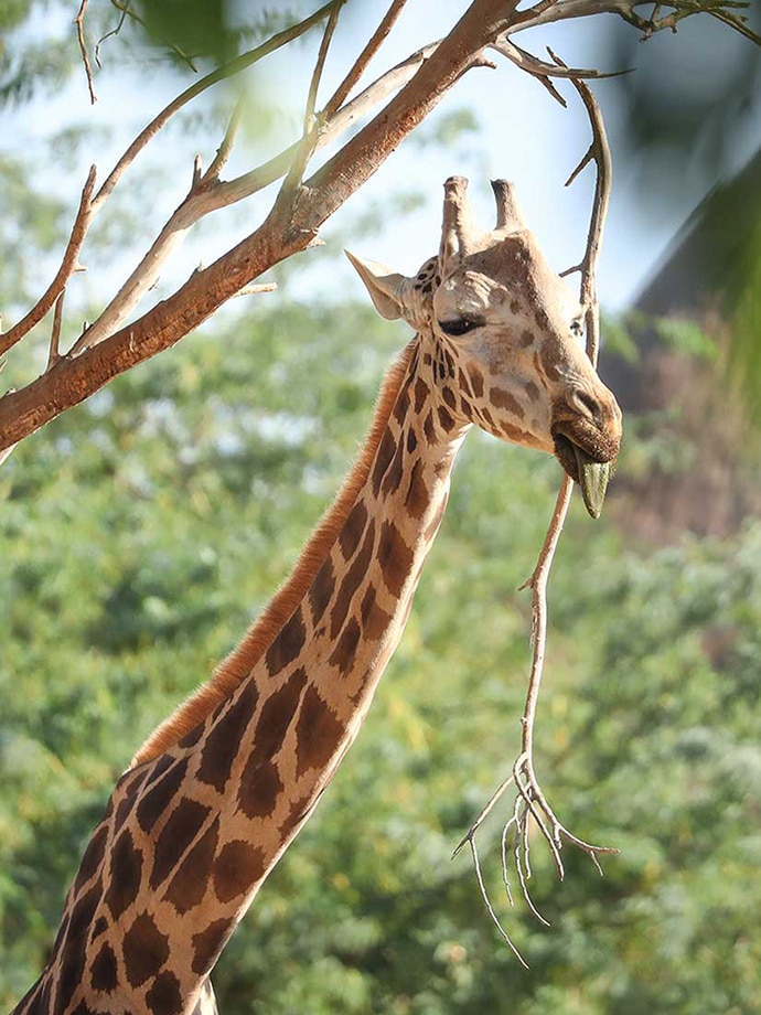 A giraffe with its tongue out eating leaves from a tree branch in a lush green environment.