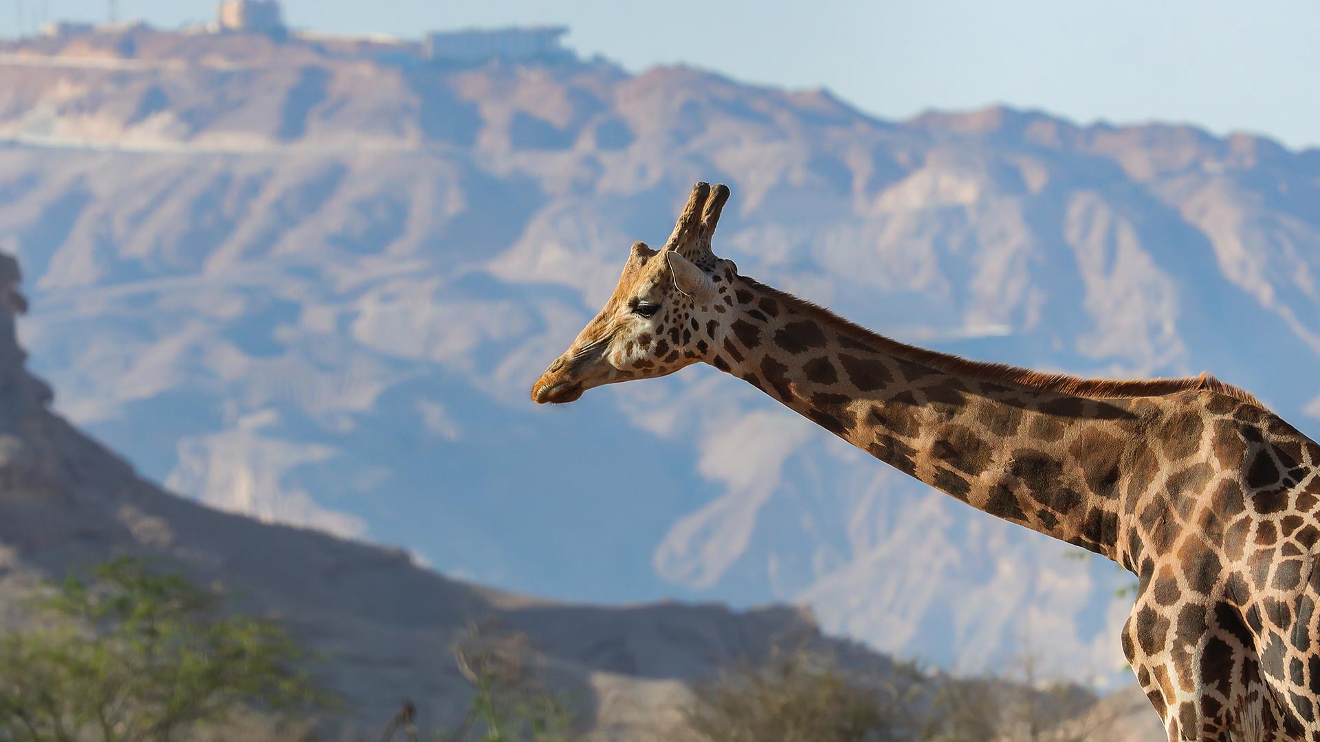 A giraffe standing in front of mountainous terrain under clear skies.