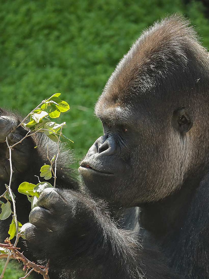 A gorilla eating leaves from a tree branch in an outdoor enclosure with greenery around.