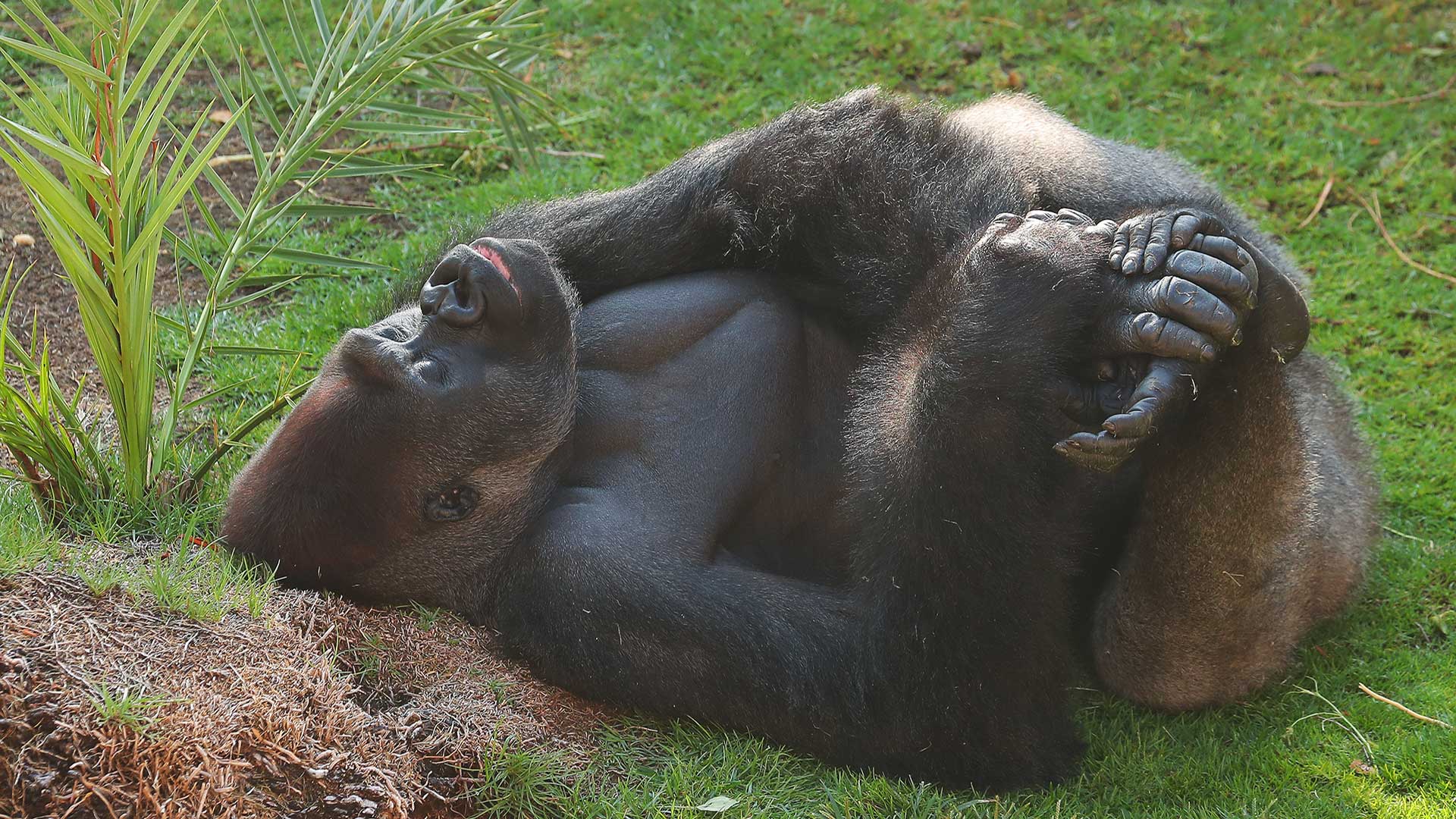 A gorilla lying down with its head resting on another's back amidst greenery.