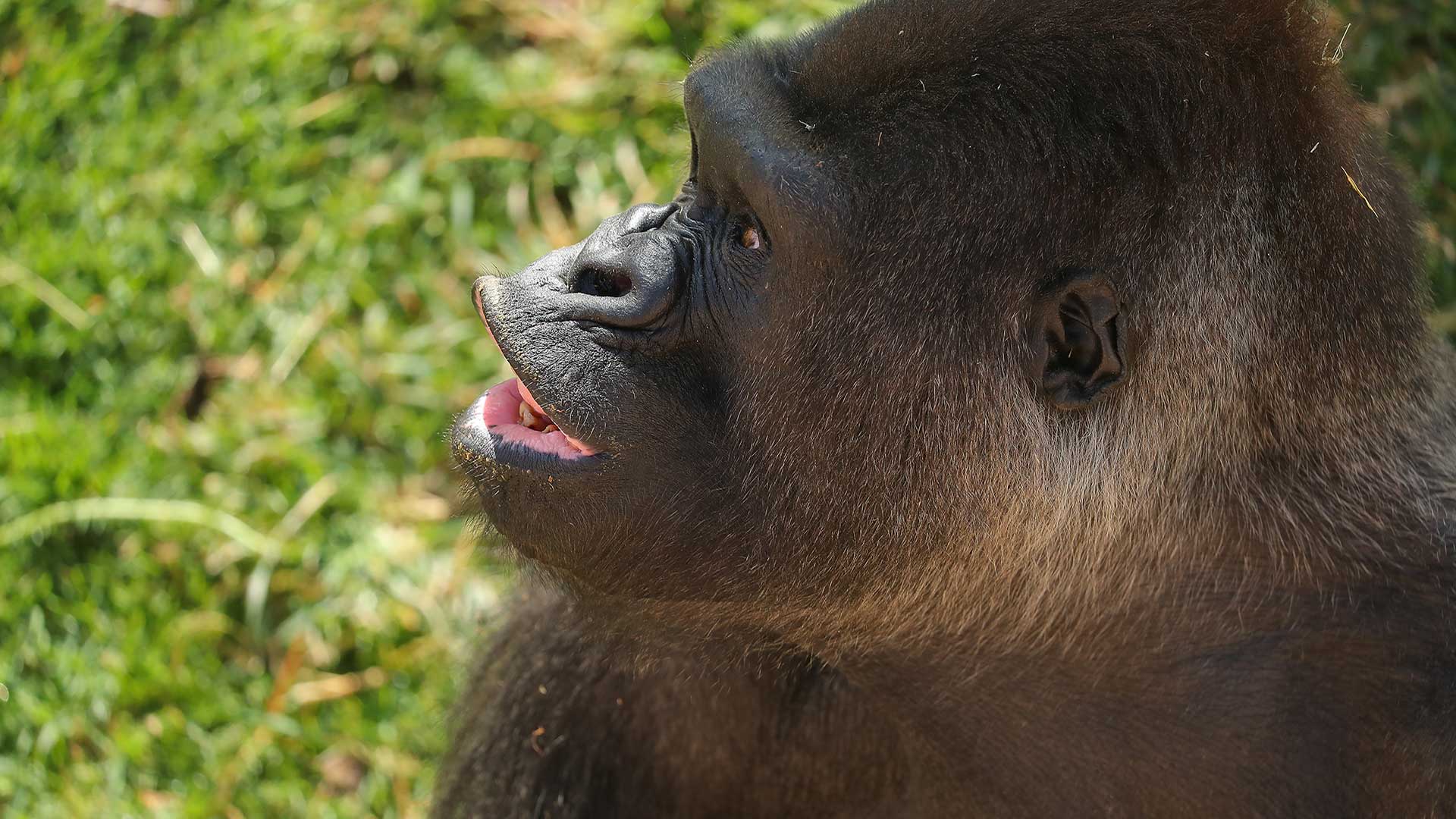 A close-up photo of an adult gorilla with its mouth slightly open against a green grassy background.