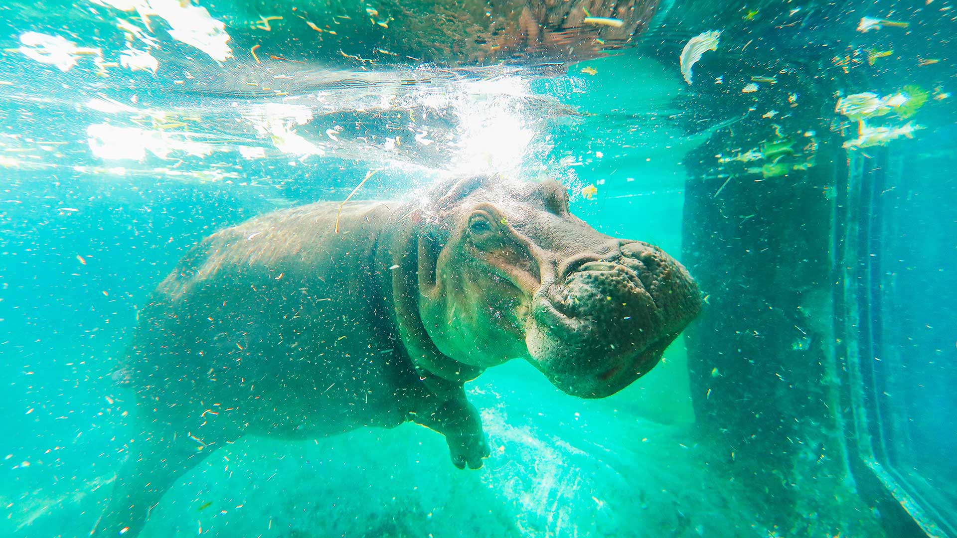 A hippopotamus swimming underwater in clear blue water with bubbles around it.