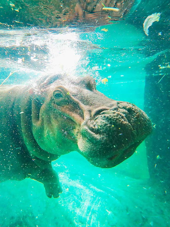 A hippopotamus swimming underwater in clear blue water with bubbles around it.