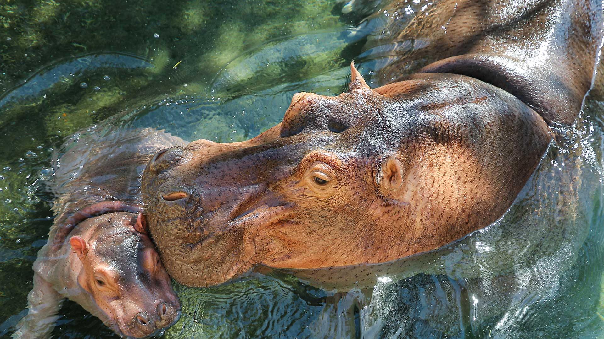 Two hippos swimming in water with sunlight reflecting off their skin.