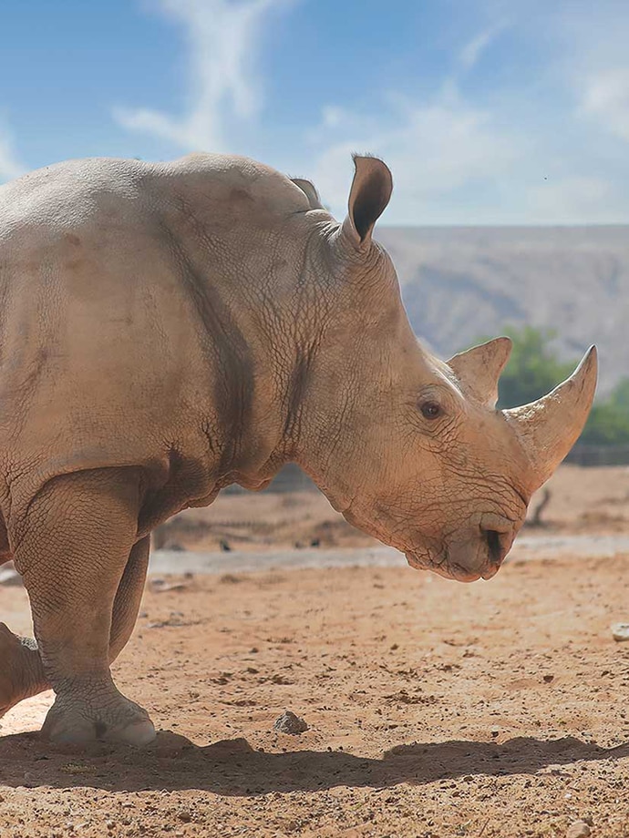 A rhinoceros walking in sandy terrain with sparse vegetation under a clear blue sky.
