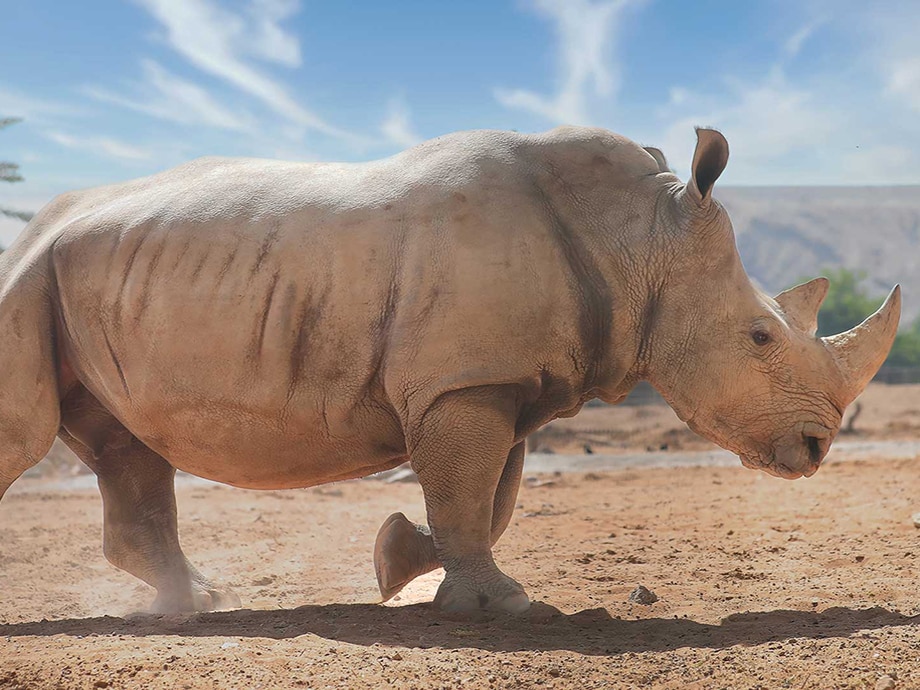 A rhinoceros walking in sandy terrain with sparse vegetation under a clear blue sky.