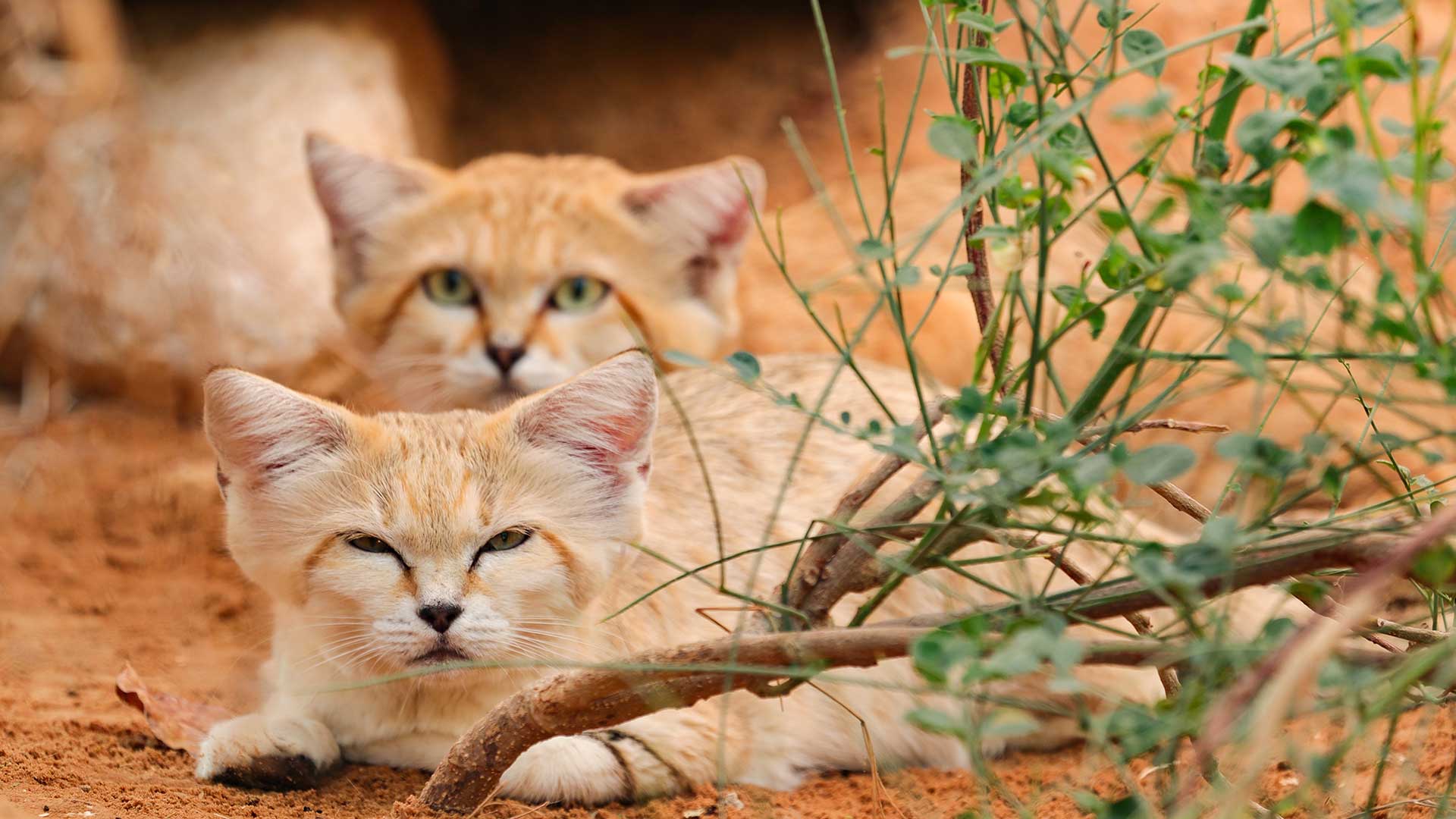 Three orange cats resting in sandy soil with green plants nearby.