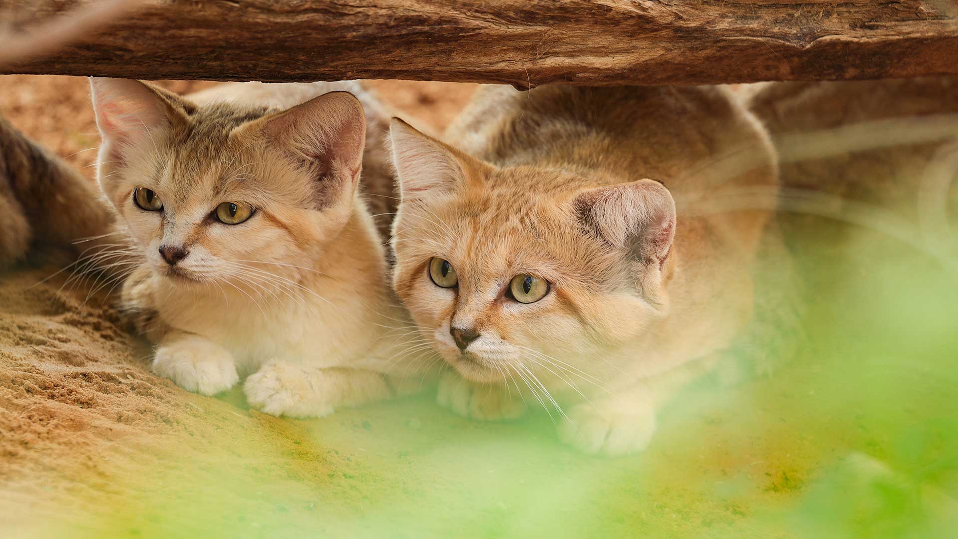 Two young kittens with golden fur peeking out from under a wooden structure in their sandy habitat.