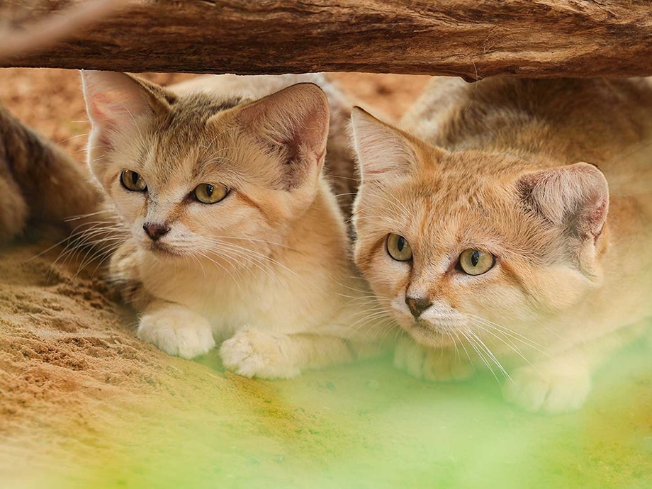 Two young kittens with golden fur peeking out from under a wooden structure in their sandy habitat.