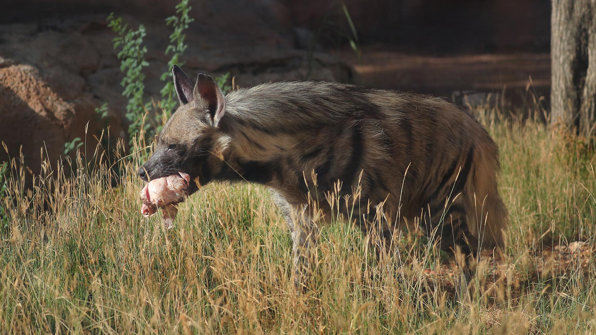 A striped hyena eating meat in tall grass with rocks and trees in the background.