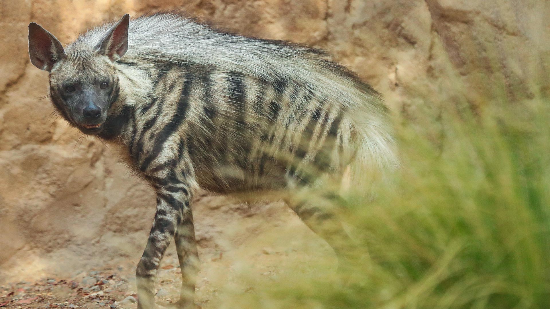 A close-up photo of a striped hyena in its enclosure at a zoo or wildlife park. The animal is looking directly towards the camera with alert ears, surrounded by sandy ground and green foliage.