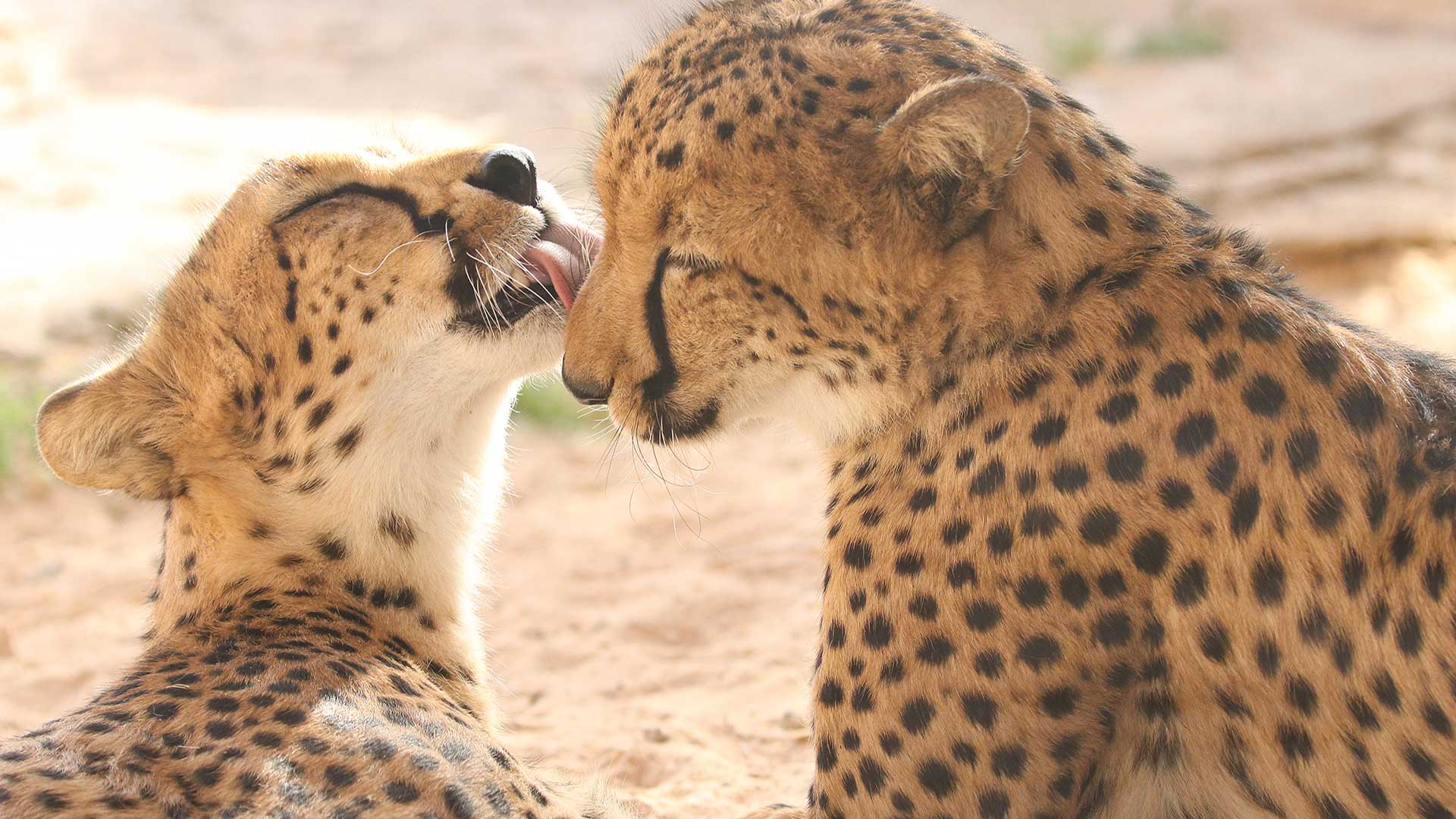 Two cheetahs interacting playfully in sandy terrain.