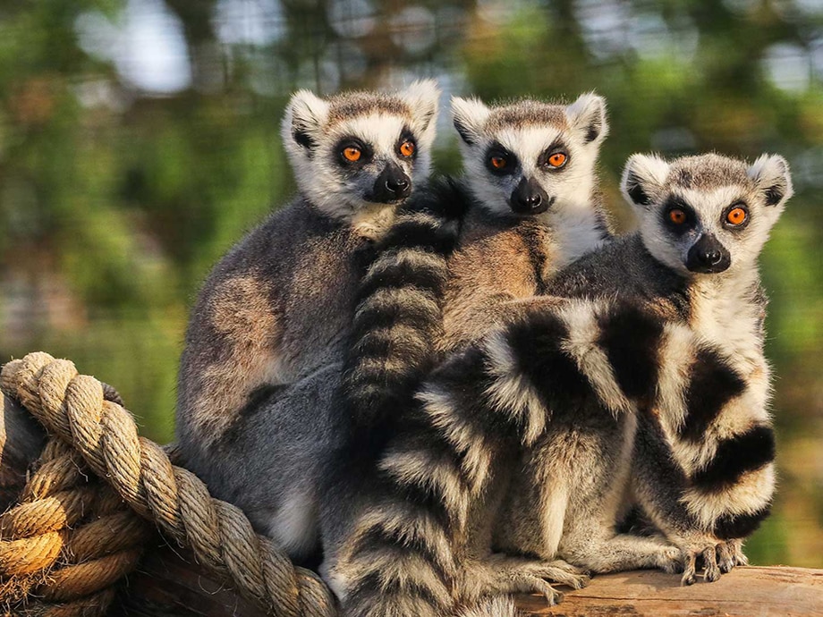 Three ring-tailed lemurs sitting together on a tree branch with green foliage in the background.