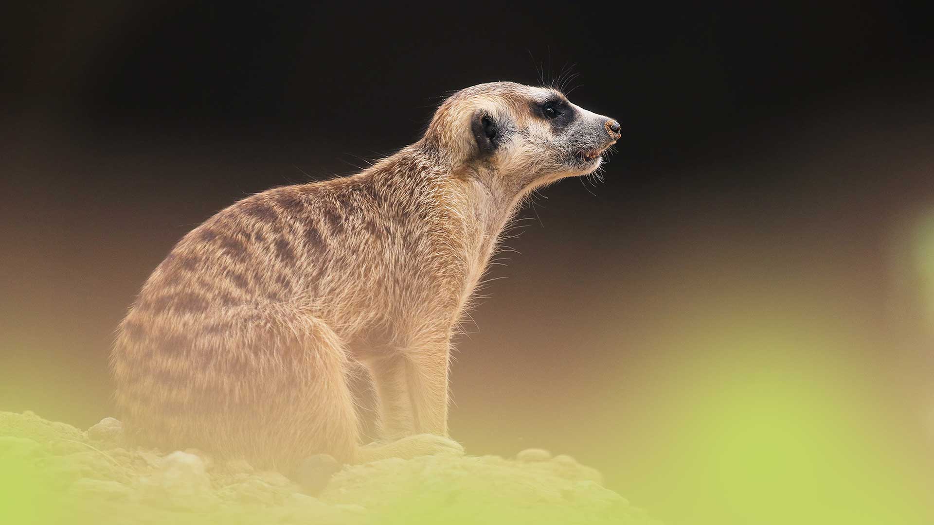 A meerkat sitting alertly in its burrow during dusk or dawn hours.