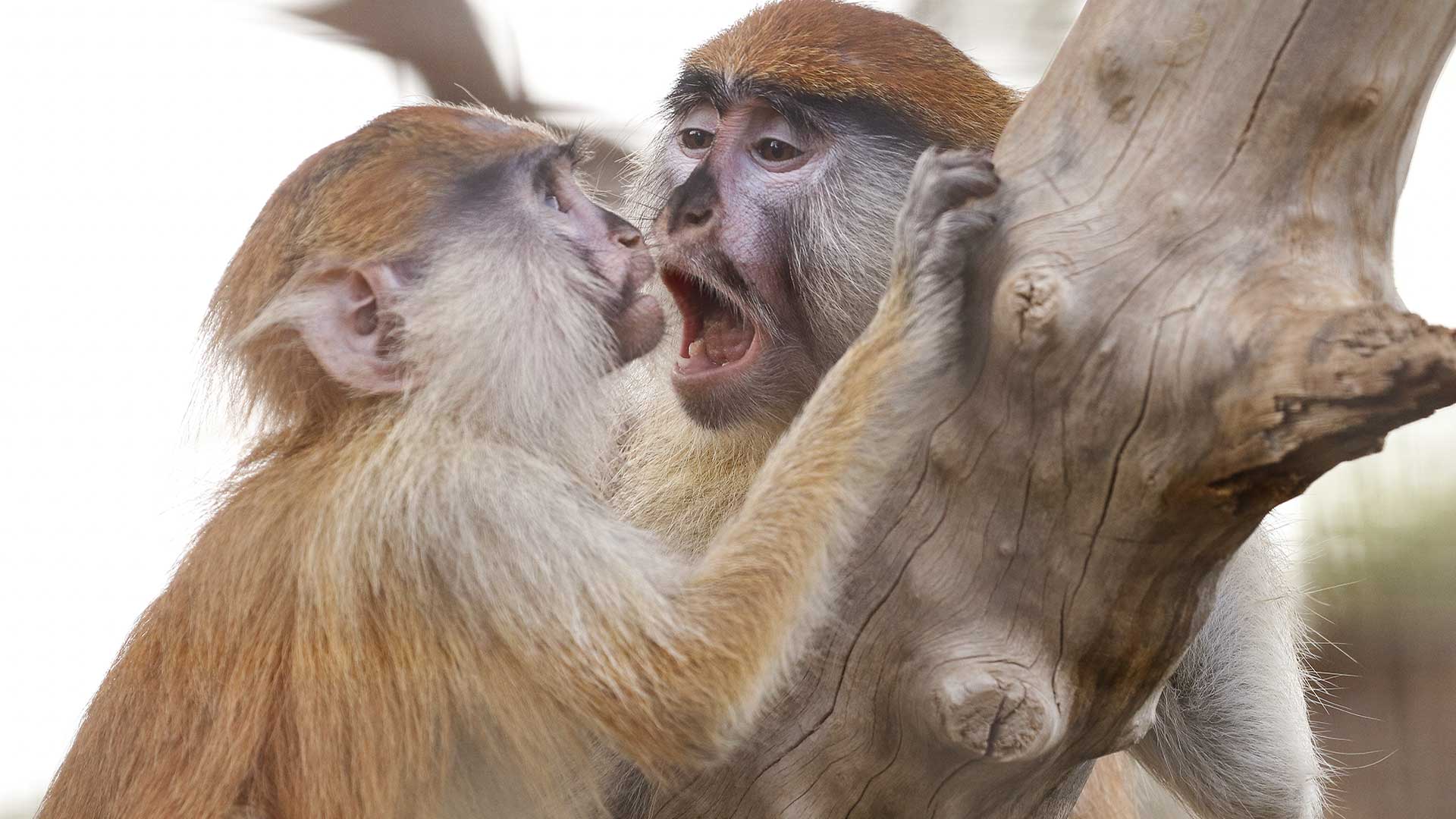 Two monkeys interacting with each other near a tree branch.