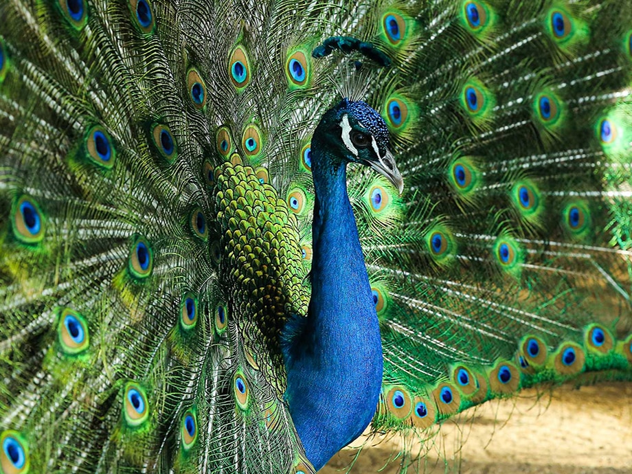 A vibrant peacock with its feathers spread in full display showcasing rich blue hues and intricate eye-like patterns.
