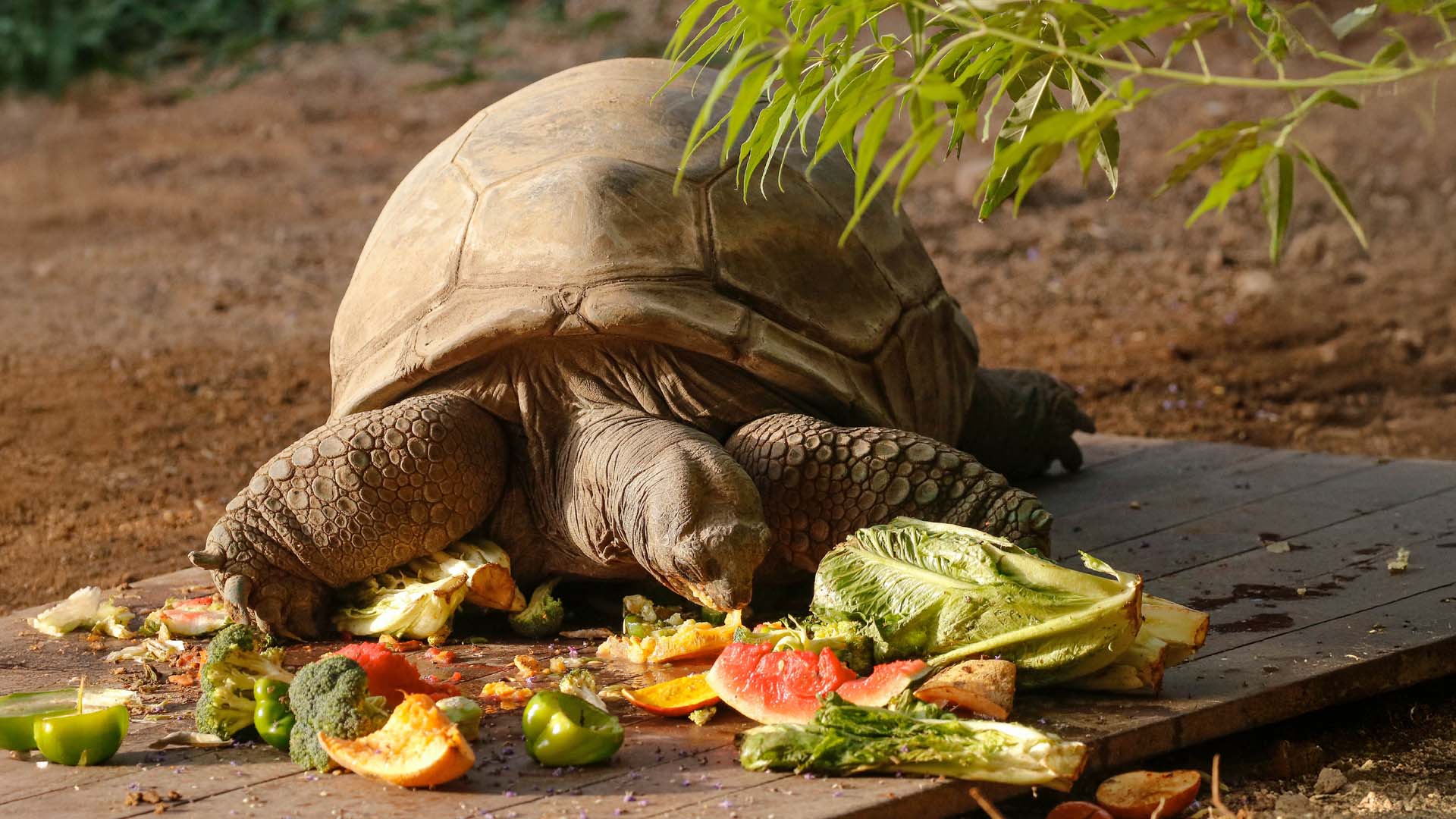 A brown coloured tortoise eating various fruits.