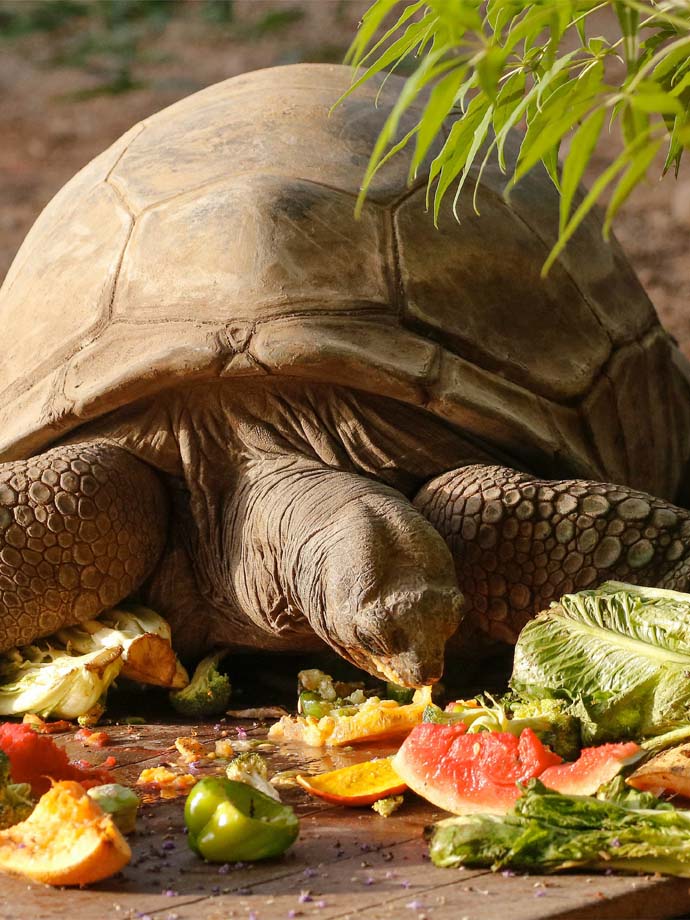 A brown coloured tortoise eating various fruits.