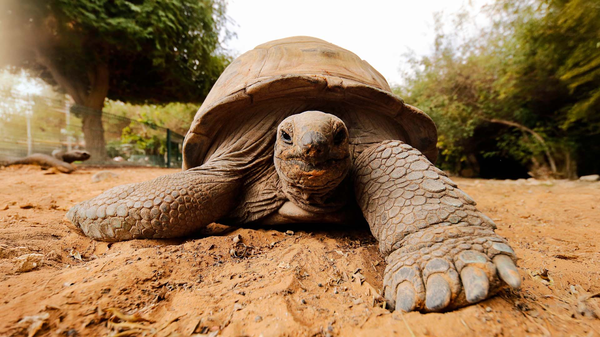 A very long angle front shot of a tortoise walking with emphasis on the ground and its foot. 