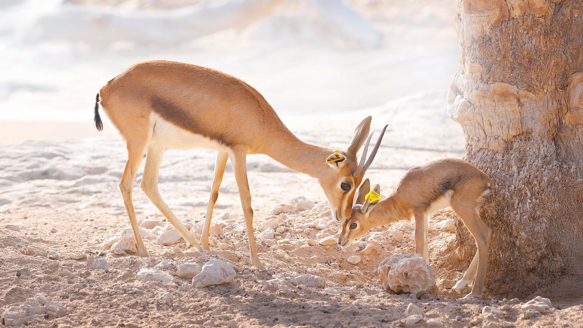2 young Arabian Gazelles with their heads very close to each other.