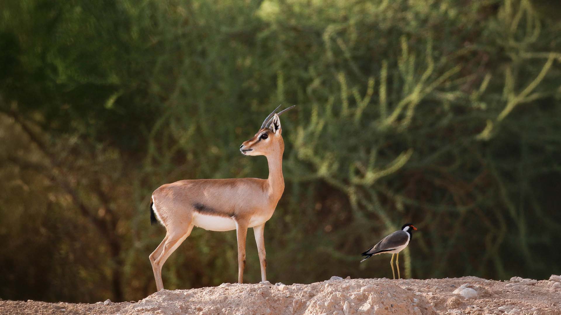 A telephoto shot of an Arabian Gazelle standing on a rock sideview.