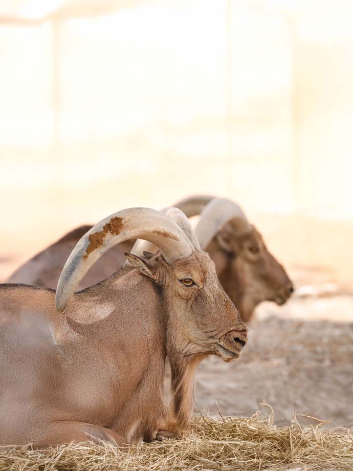 Two Barbary Sheep resting on hays.