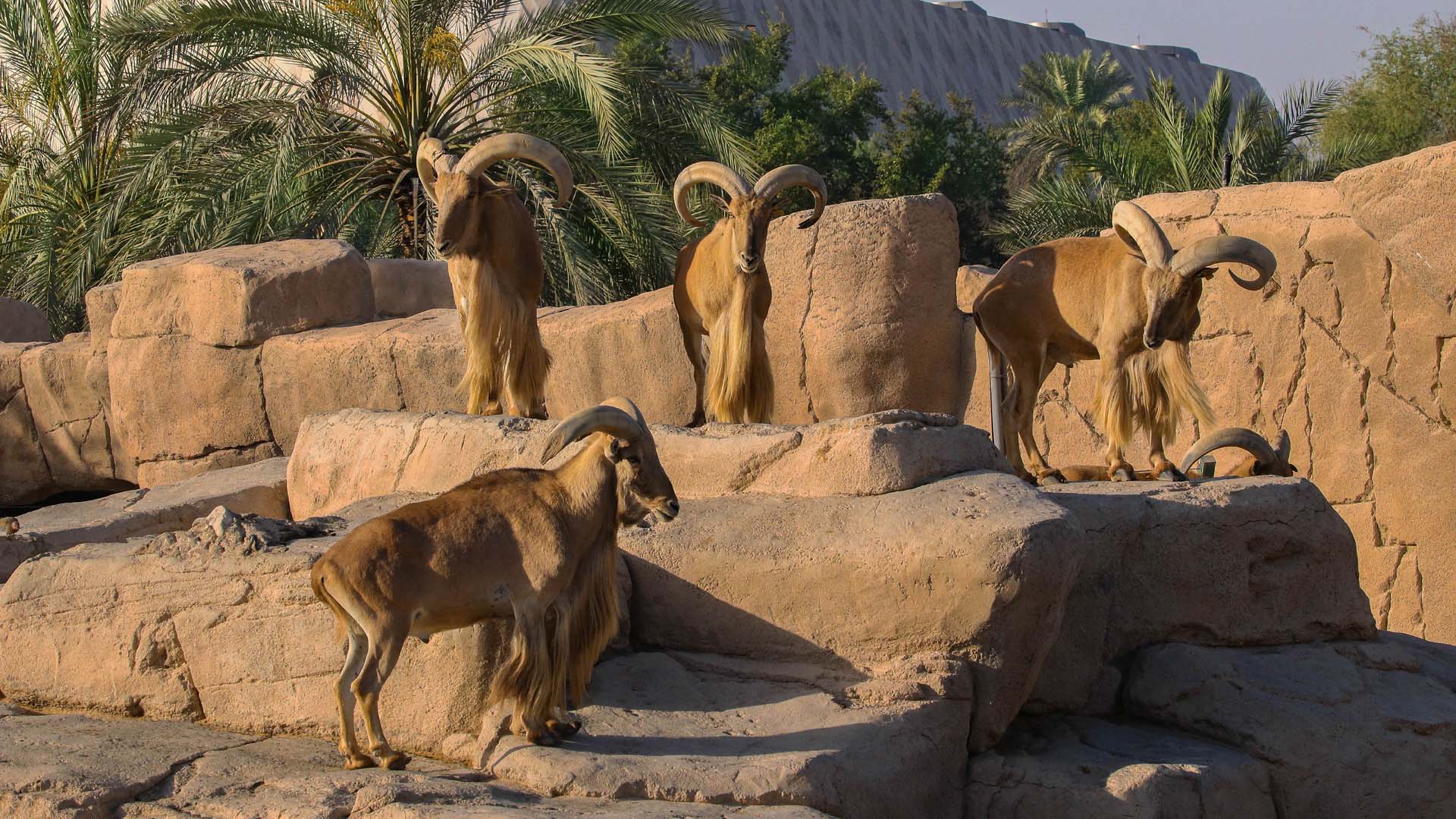 Multiple Barbary Sheep standing on top a rock surface soaking up the sun.